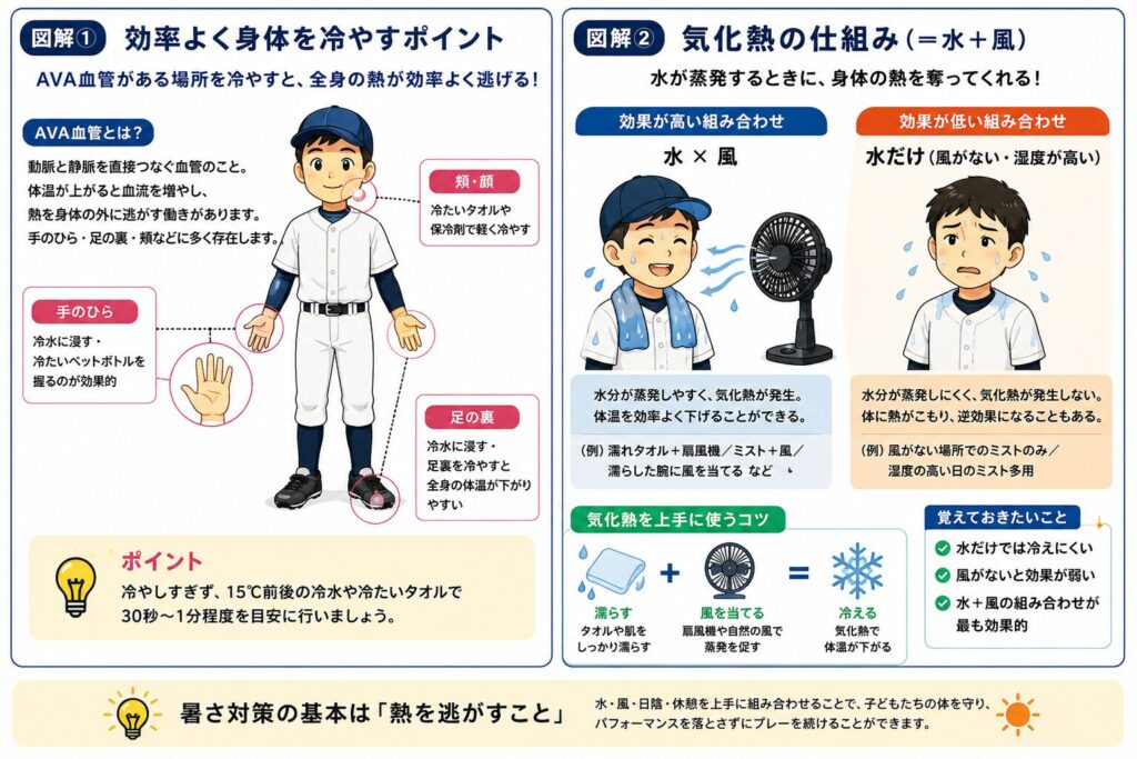 AVA血管（手のひら・足の裏・頬）の冷却ポイントと、濡れた肌に風を当てて気化熱を利用する熱中症対策の仕組みを解説した図解。